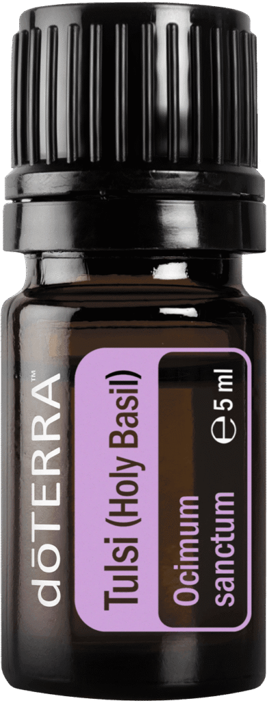 tulsi-large-514x1350-eu Bazylia azjatycka (Tulsi)